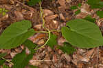 Climbing milkvine